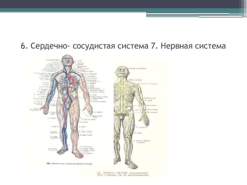 Задания по анатомии