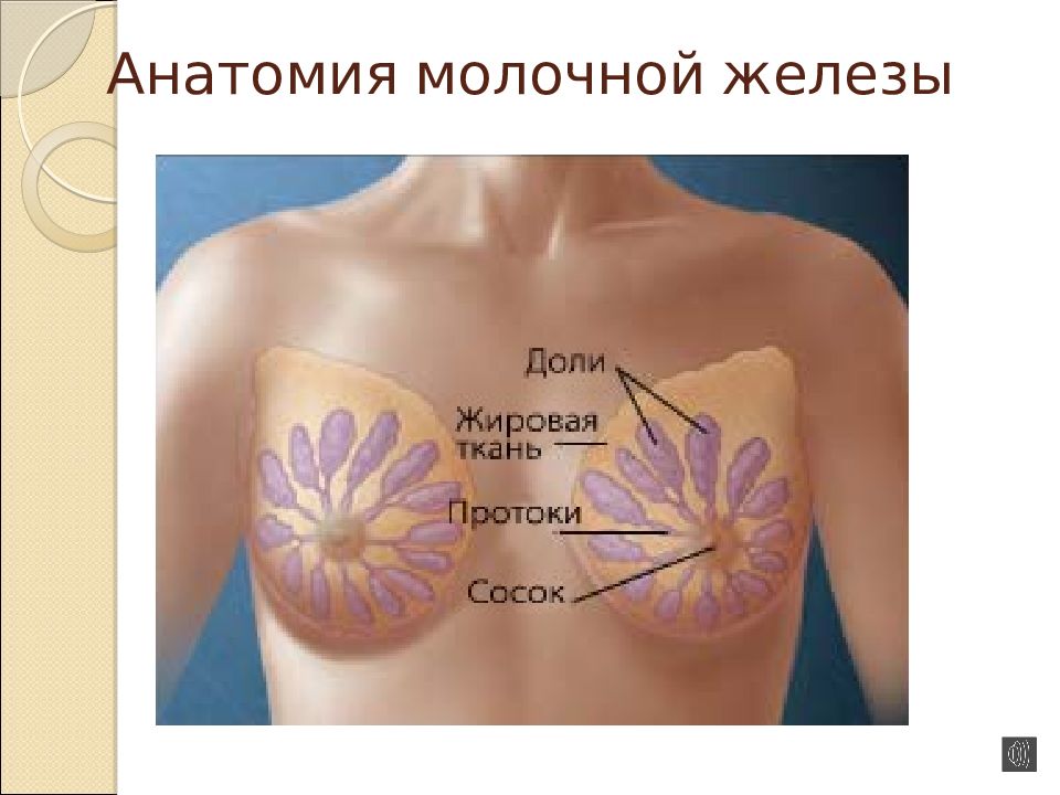 Анатомия молочной железы презентация