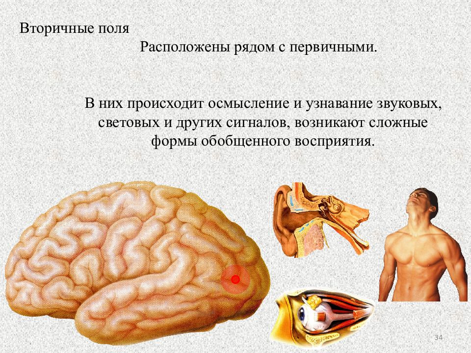 Возникнуть сложный. Как называется способность человека видеть предметы слышать звуки. Укажи способность человека видеть предметы слышать звуки. Как называется способность человека видеть предметы. Способность человека видеть предметы слышать звуки и объяснение.