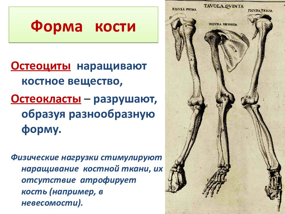 Движение кости