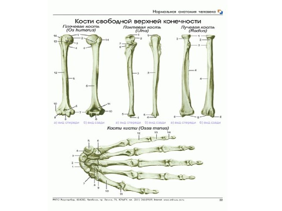 Свободная конечность. Кости свободной верхней конечности анатомия. Кости свободной верхней конечности плечевая кость. Графологическая структура кости верхних конечностей. В состав костей свободной верхней конечности в.