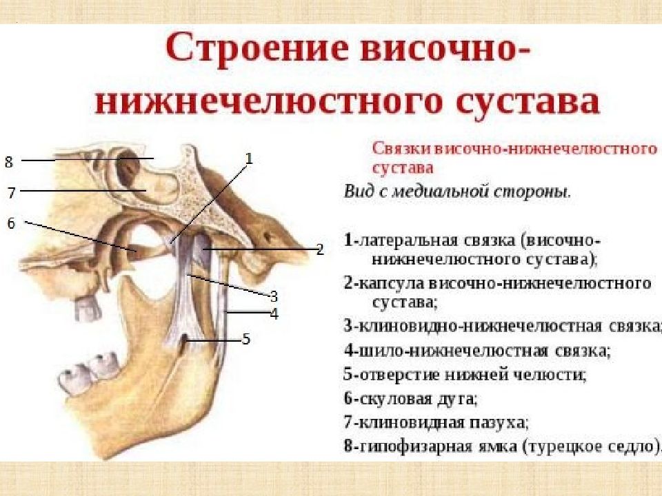 Биомеханика нижней челюсти презентация