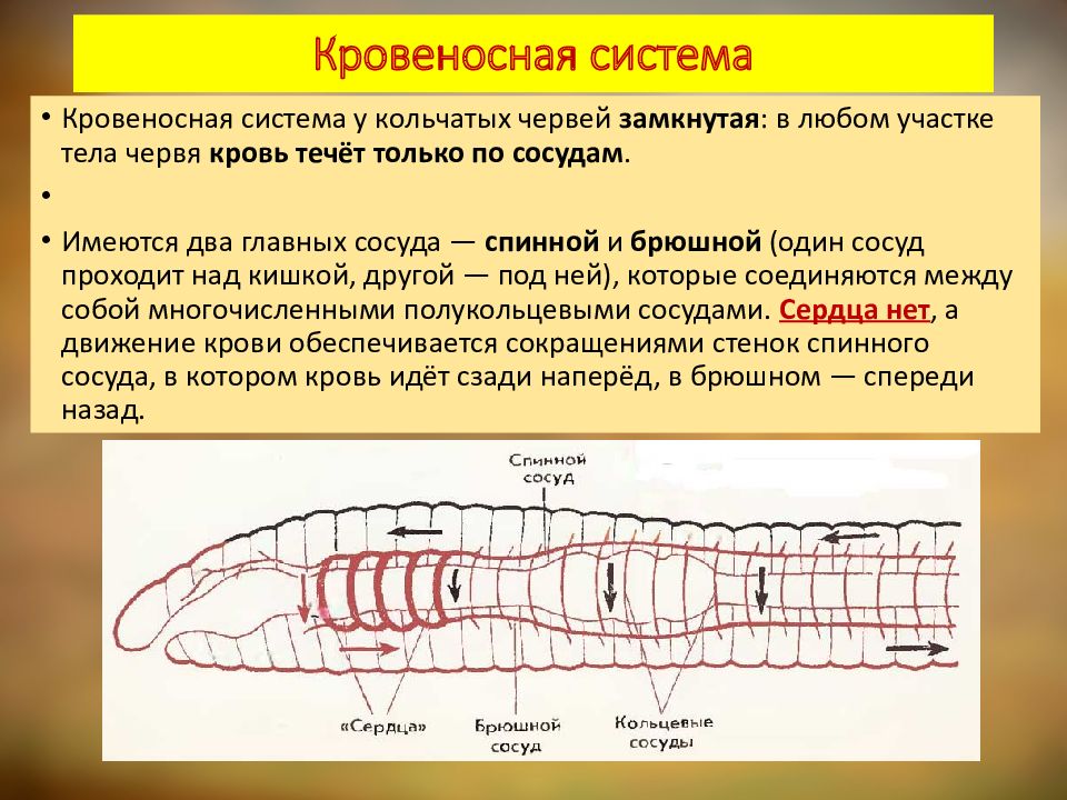 Полость тела многощетинковых червей. Класс многощетинковые черви кровеносная система. Нервная система многощетинковых червей. Характеристика кровеносной системы многощетитинковых червей.