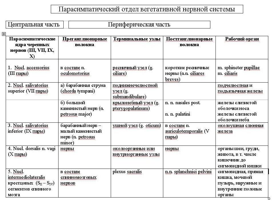 Функциональная анатомия вегетативной нервной системы презентация