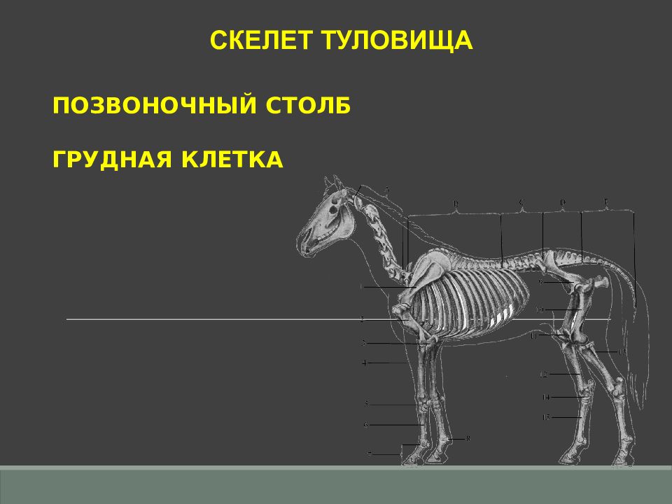 Признаки характеризующие скелет позвоночного животного. Грудная клетка лошади. Позвоночные осевой скелет. Анатомия позвоночных животных. Ромер Парсонс анатомия позвоночных.