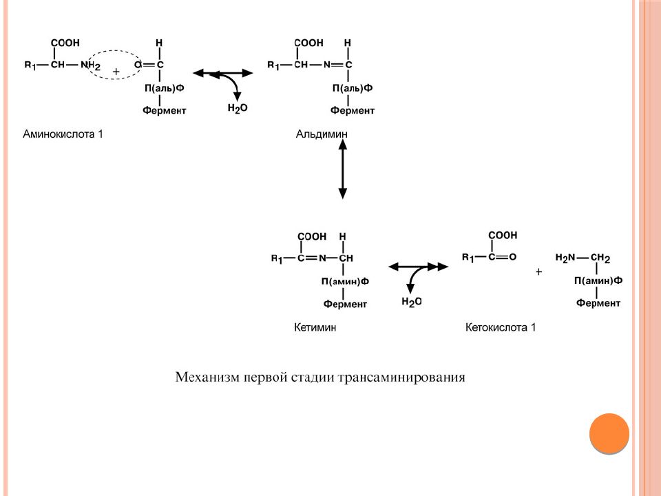 Продукты обмена аминокислот. Пренилирование белков. Обмен белков и аминокислот. Механизм трансаминирования аминокислот. Фарнезилирование.