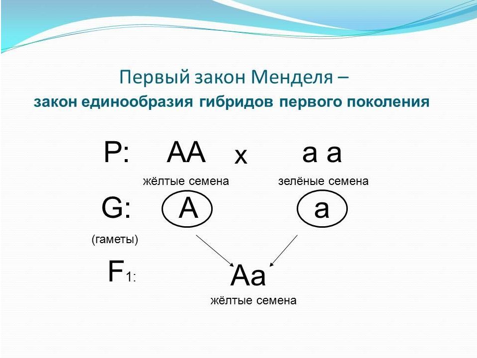 Схемы скрещивания законов менделя 1 2 законов