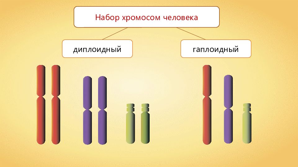 Какой гаплоидный набор хромосом. Хромосомный набор диплоидных и гаплоидных. Гаплоидный и диплоидный набор хромосом. Диплоидный набор и гаплоидный набор. Диплоидный набор хромосом.