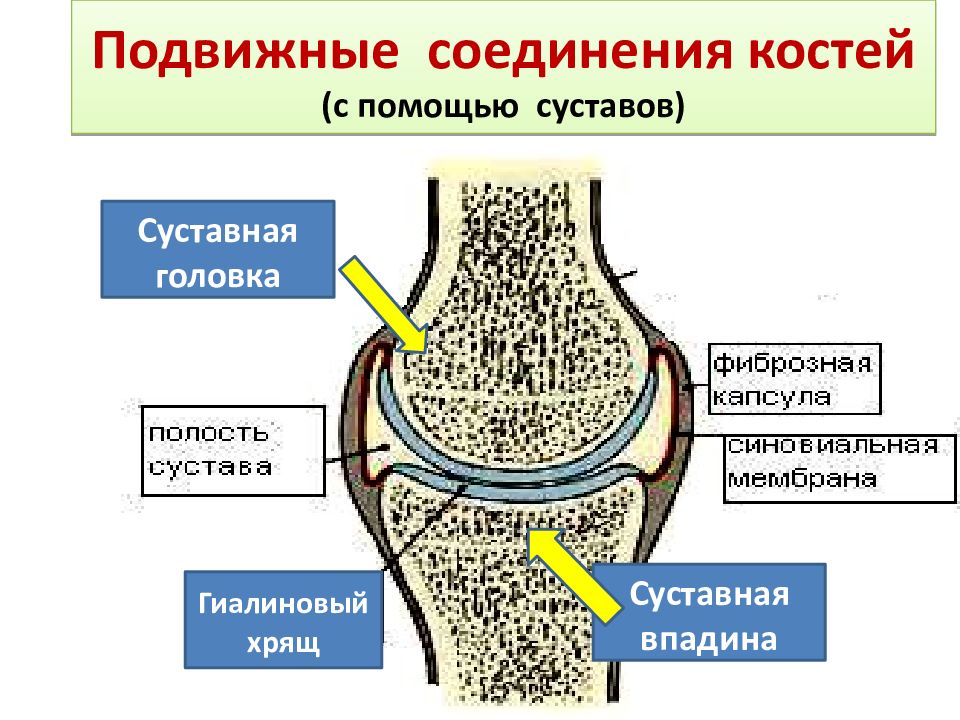 Подвижное соединение костей суставы. Соединение костей строение сустава. Подвижные соединения суставы. Строение хрящевого подвижного соединения. Подвижные соединения костей.