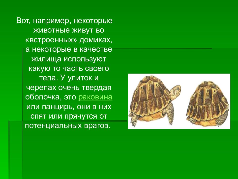 необычные жилища животных презентация. доклад о жилищах животных. жилища животных презентация. типы жилищ животных. жилище животного нора.