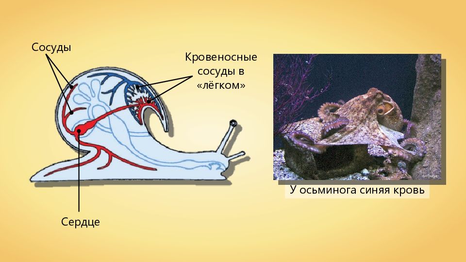 Сколько мозгов у осьминога ответ. Кровеносная система осьминога. Тип кровеносной системы у осьминога. Кровеносная система морского конька. Кровеносная система головоногих моллюсков.