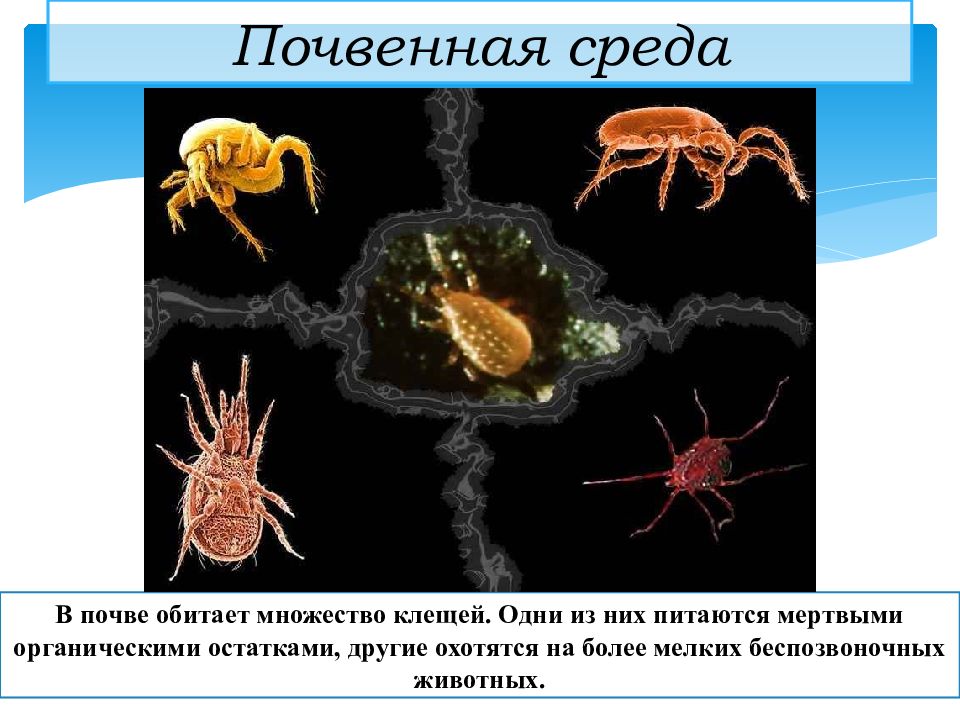 Название животных которые обитают в почве. Плотность организменной среды. Организменная (паразиты и симбионты).. Организмы, обитающие в организмах. Организменная среда форма тела.