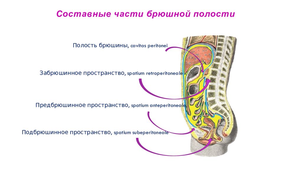 Взрослое брюшное. Пространства брюшины. Брюшная полость и БРЮШИННАЯ полость отличия. Этажи брюшины схема. Полость брюшины и забрюшинное пространство.