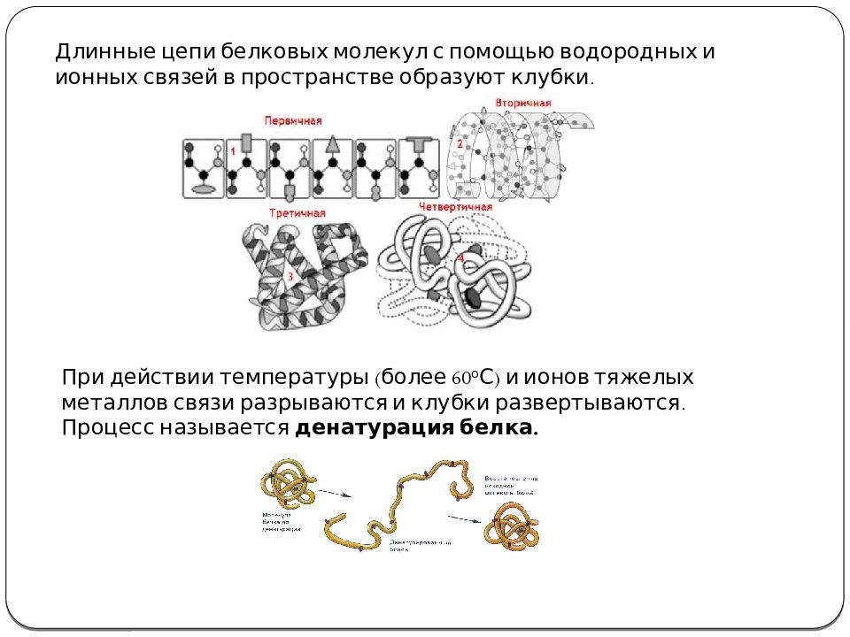 Цепочка белков.