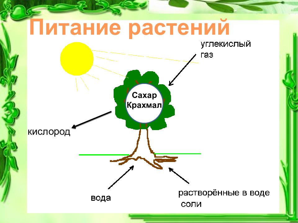 Питание растений 3 класс окружающий мир схема