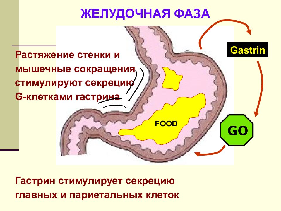 Физиология желудка презентация