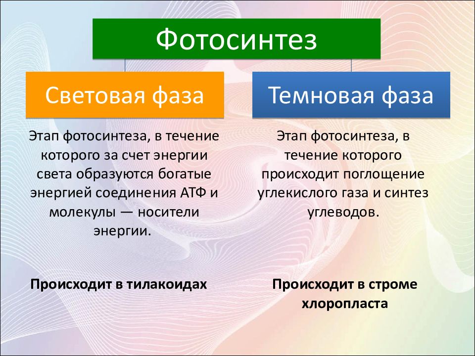 Сходство хемосинтеза и фотосинтеза состоит в том. Фотосинтез и хемосинтез. Этапы фотосинтеза. Фазы фотосинтеза хемосинтез. Исходные вещества хемосинтеза.