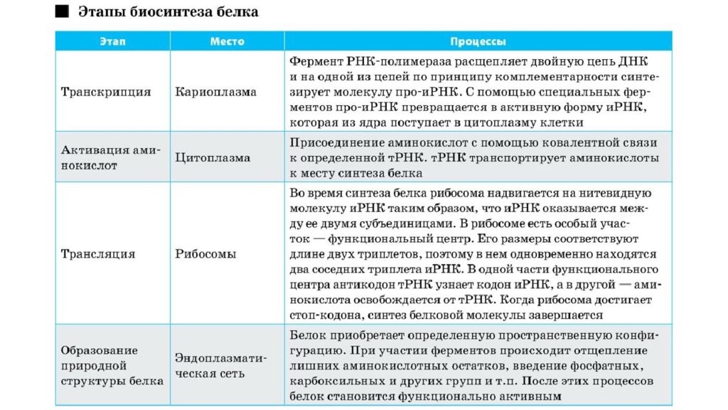 Синтез белков таблица. Этапы биосинтеза белка этапы биосинтеза белка. Этапы биосинтеза белка транскрипция и трансляция таблица. Характеристика этапов биосинтеза белка. Биосинтез белка транскрипция и трансляция таблица.