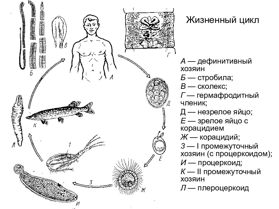 Какой цифрой обозначен на рисунке промежуточный хозяин широкого лентеца