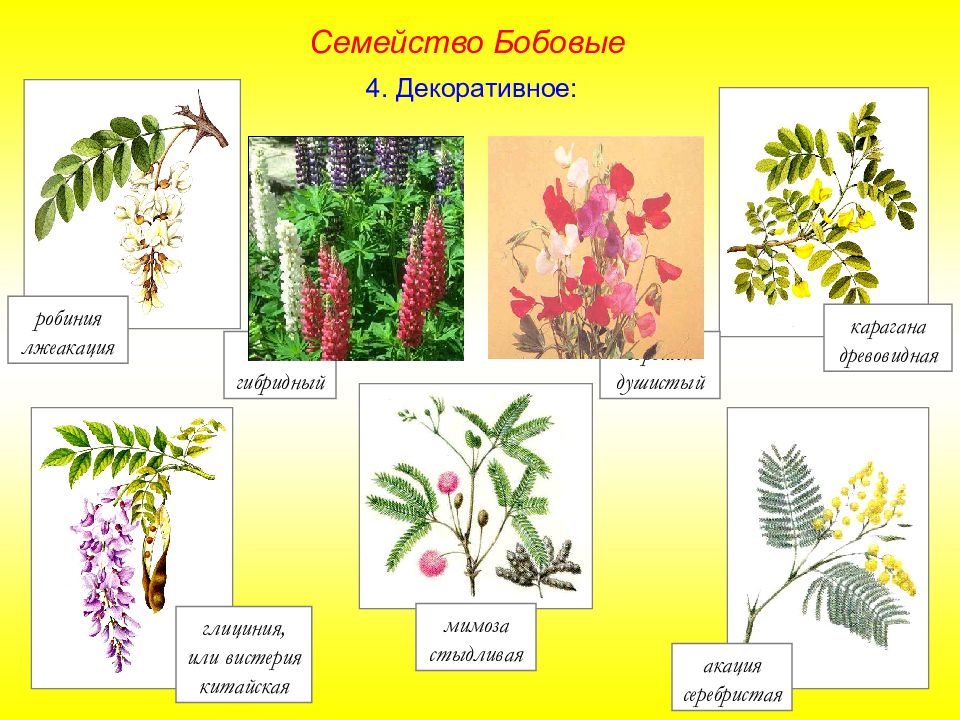 Семейство бобовых виды. Кустарник семейства бобовых. Бобовые растения список. Пищевые бобовые растения. Семейство бобовые презентация.