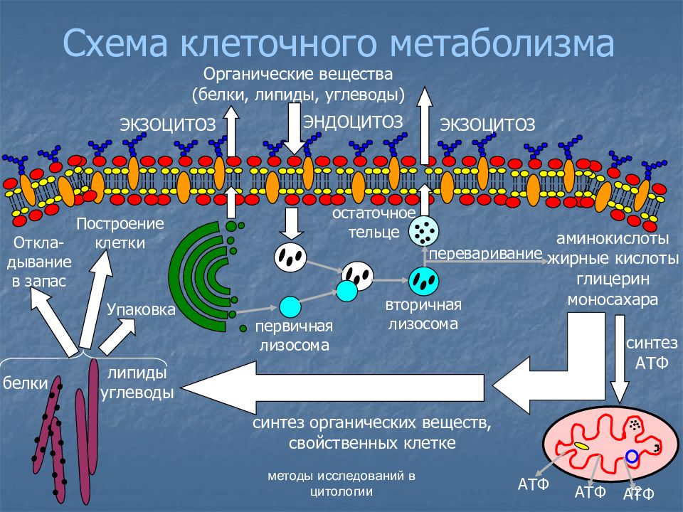 Транспорт белков. Схема метаболизма клетки. Клеточный метаболизм схема. Органические вещества клетки белки углеводы липиды. Внутриклеточный метаболизм.