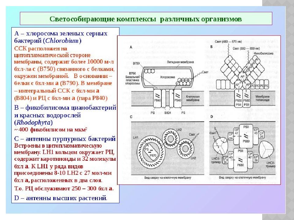 Фотосинтетические Пигменты Фотосинтетические Пигменты