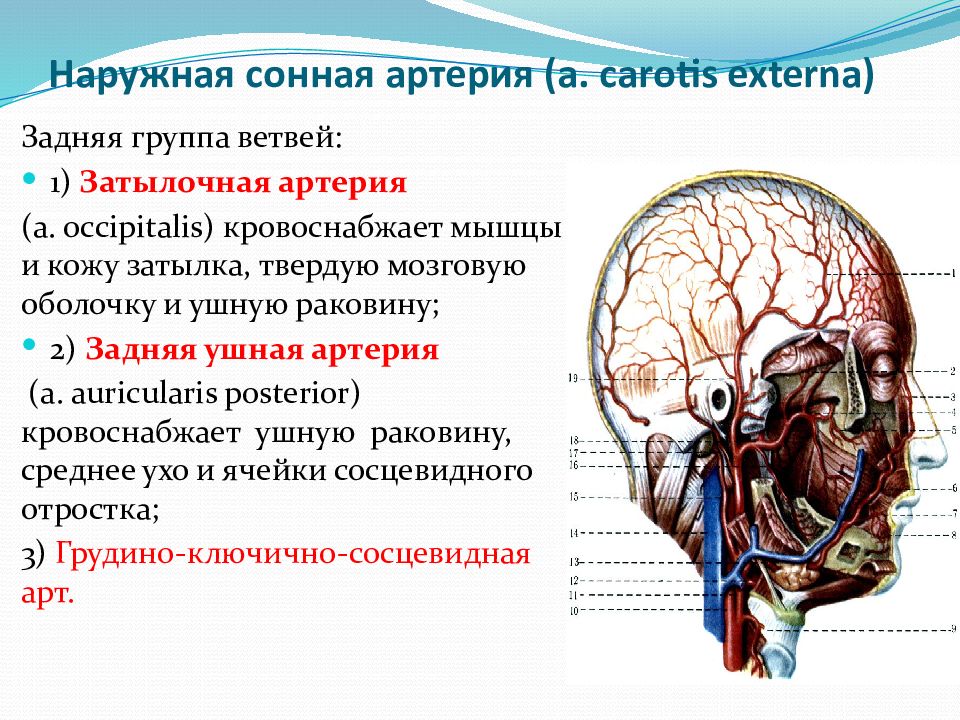 Ветви сонной артерии