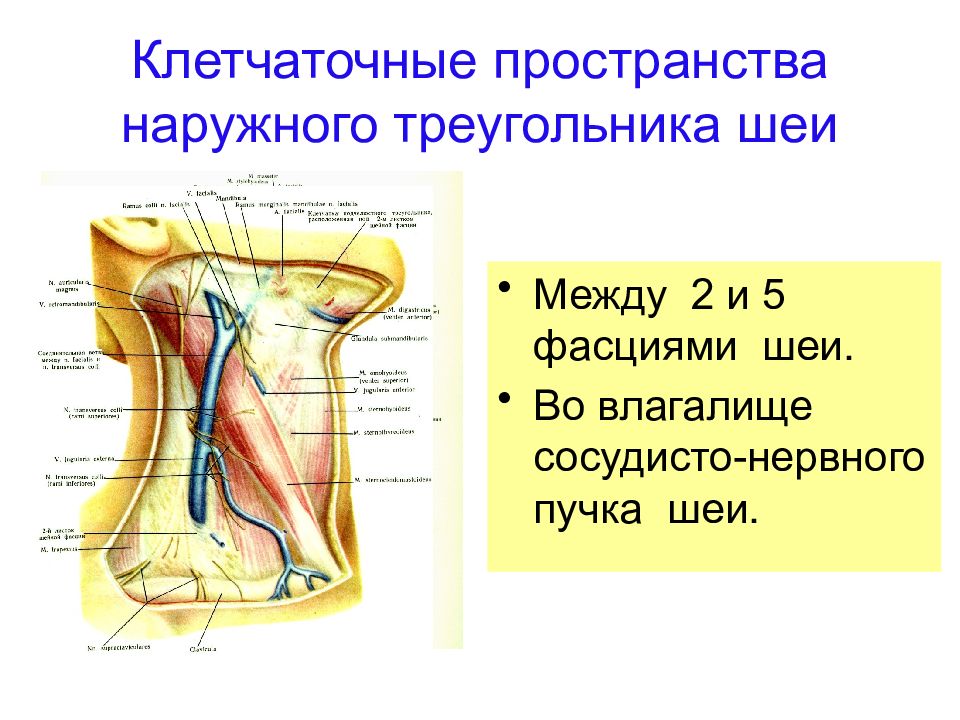 Клетчаточные пространства. Клетчаточное пространство сосудисто-нервного пучка. Пространство наружного треугольника шеи. Клетчаточное пространство наружного шейного треугольника. Клетчаточное пространство сосудисто-нервного пучка шеи.