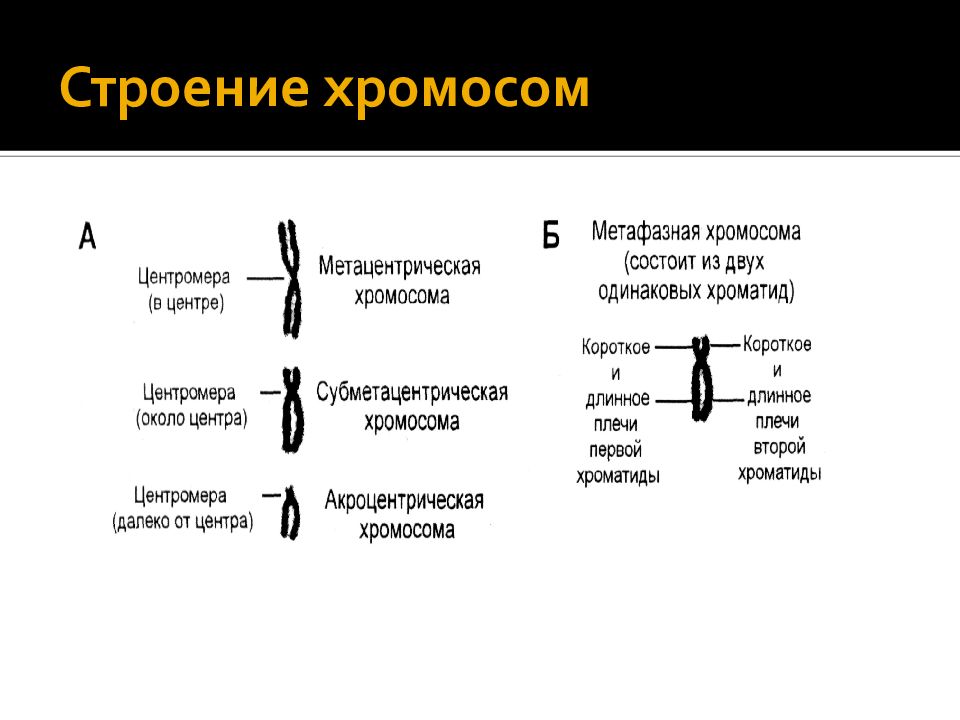 Вид хромосом в клетках. Строение хромосом на стадии метафазы. Структура и функции хромосом таблица. Типы хромосом таблица. Хромосомы строение и функции.