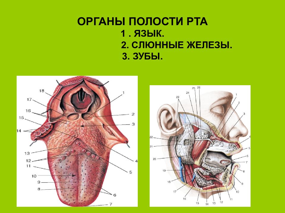 Рта 1. Спланхнология полость рта. Органы полости рта язык. Спланхнология полость рта анатомия.