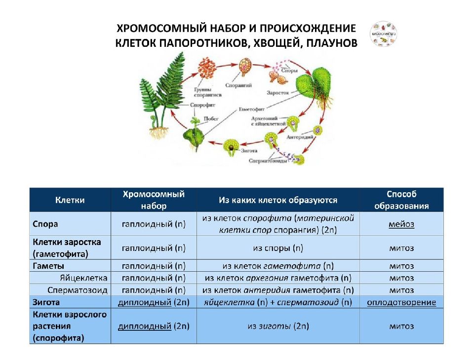 Жизненные циклы растений презентация