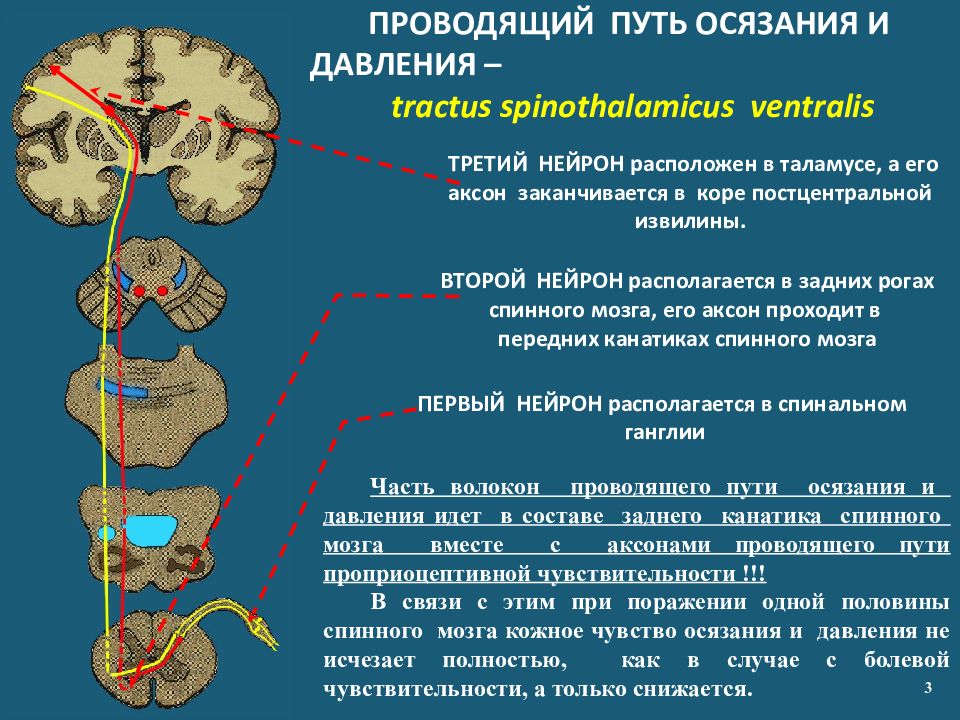 Чувствительность неврология презентация