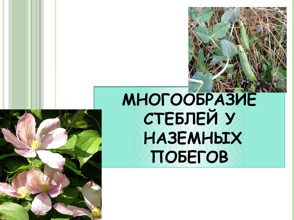 Многообразие стеблей у наземных побегов