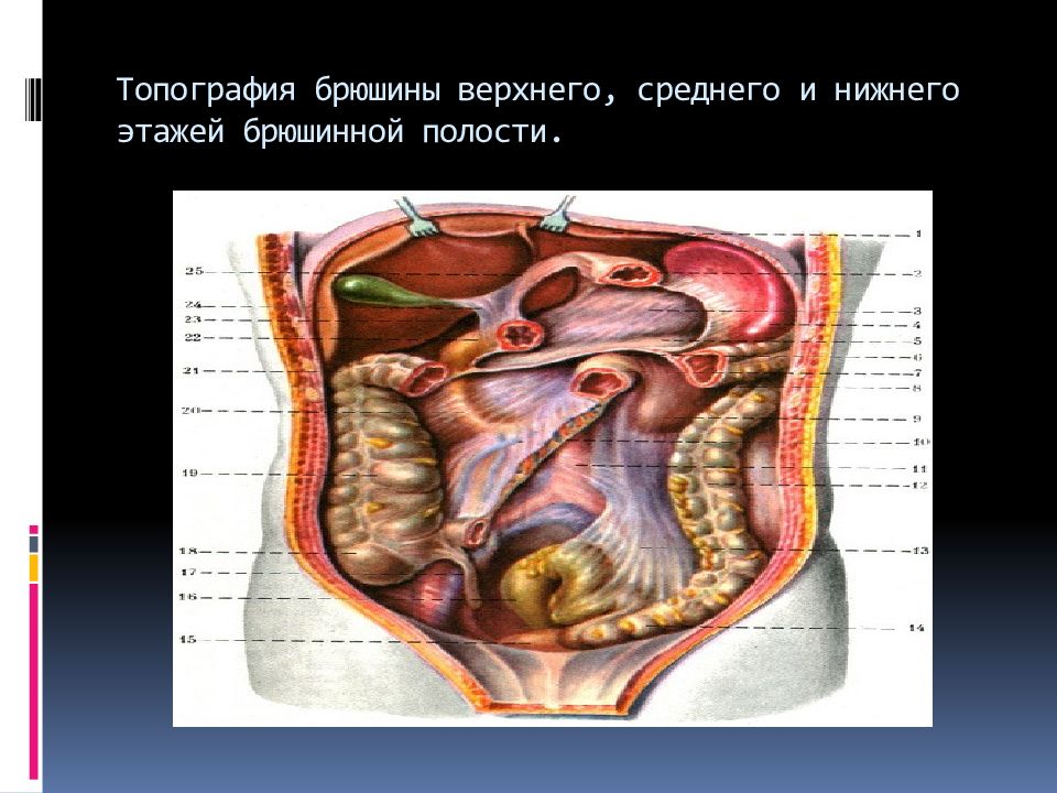 Брюшина анатомия человека рисунок