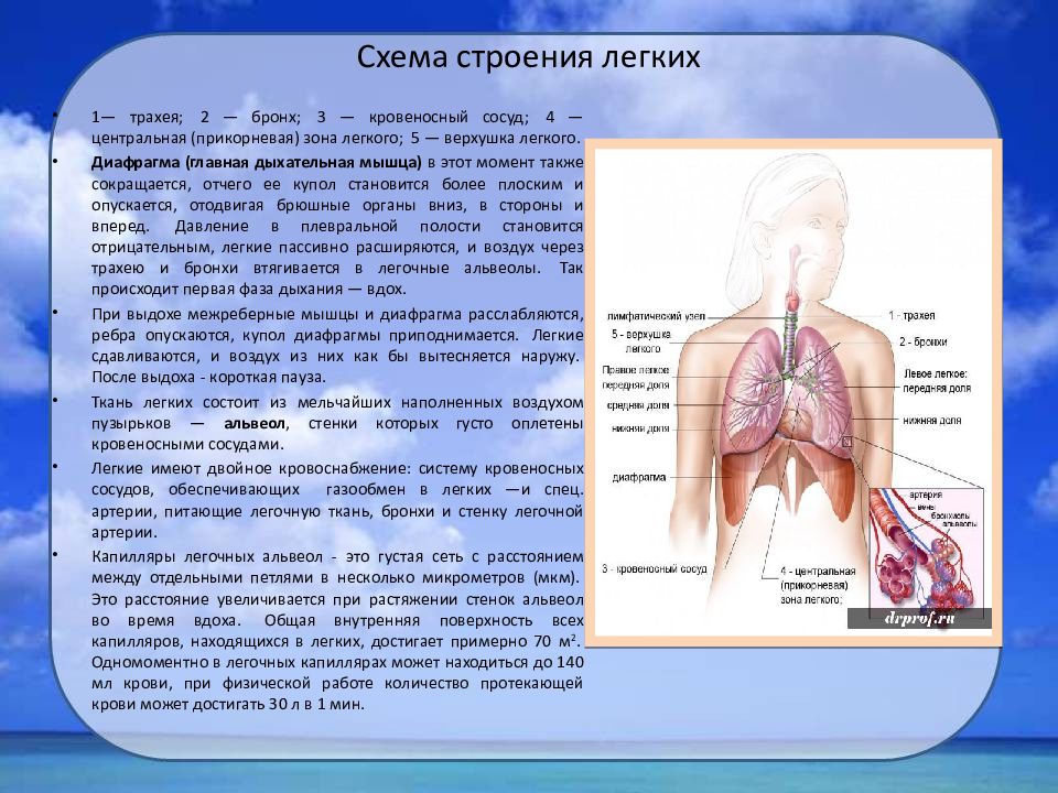 Трахея при вдохе. Диафрагма Главная дыхательная мышца. Легкие расширяются при вдохе. Сосуды легких анатомия. Дыхательная зона в легких.