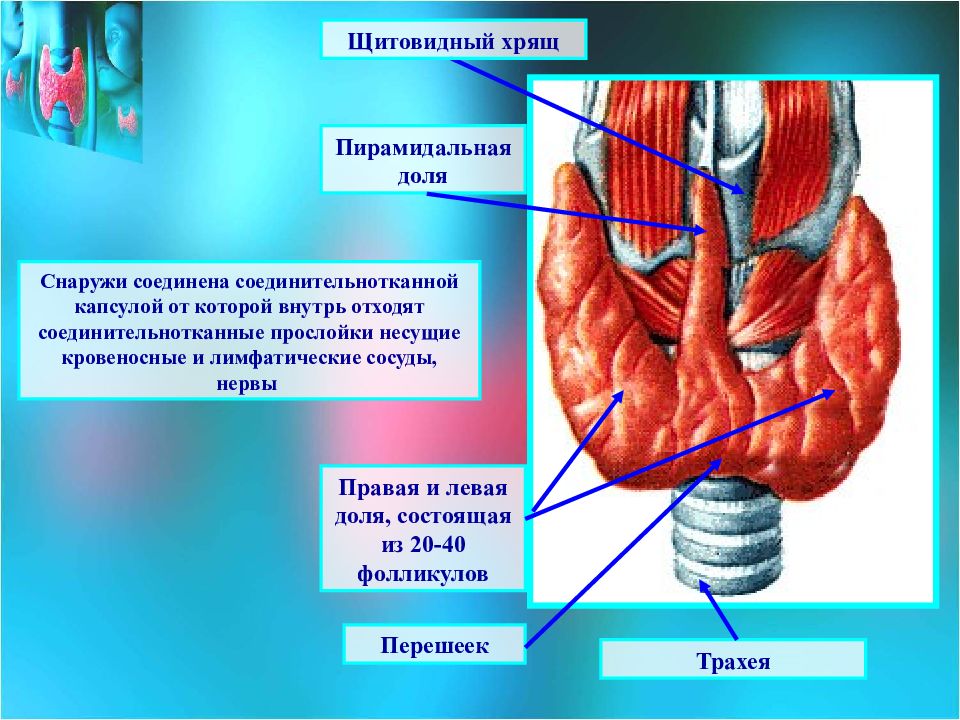 Щитовидная железа перешеек. Пирамидная доля щитовидная железа. Щитовидная железа строение пирамидальная доля. Доли и перешеек щитовидной железы. Пирамидальная долька щитовидной железы.