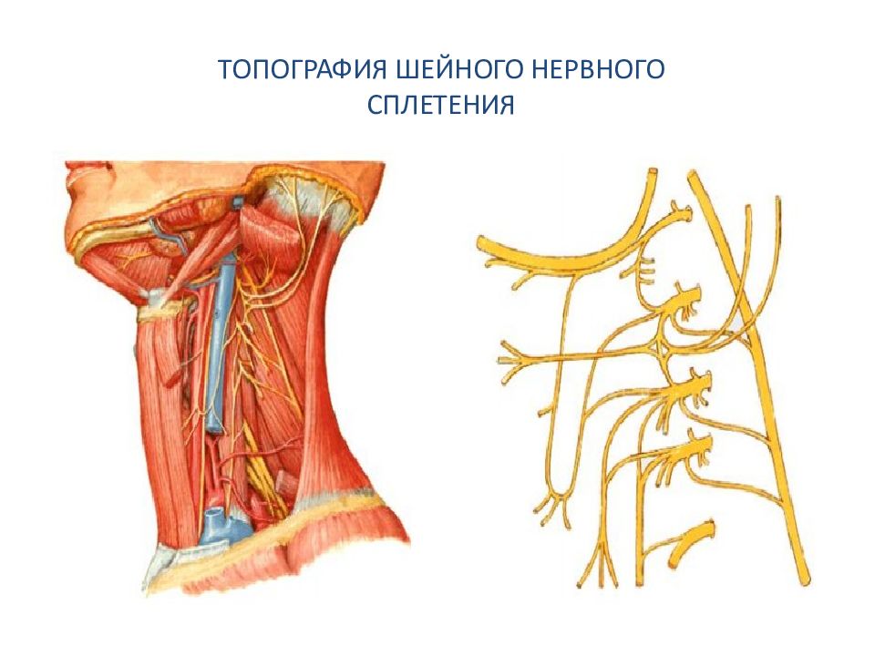 Глубокая шейная петля. Топография шейного сплетения. Шейное сплетение анатомия шейная петля. Диафрагмальный нерв анатомия схема. Шейная петля нерв анатомия.