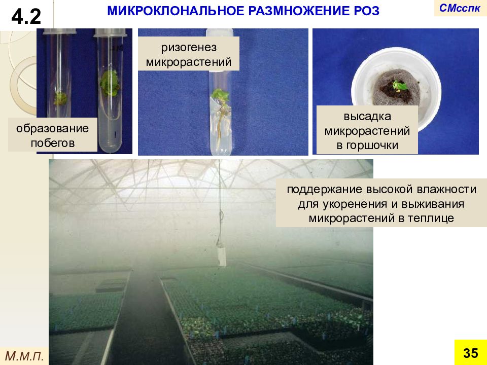 Технология клонального микроразмножения растений презентация