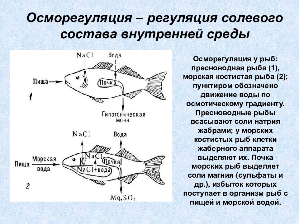 К какому классу относят животных модель строения сердца которых показана на рисунке хрящевые рыбы