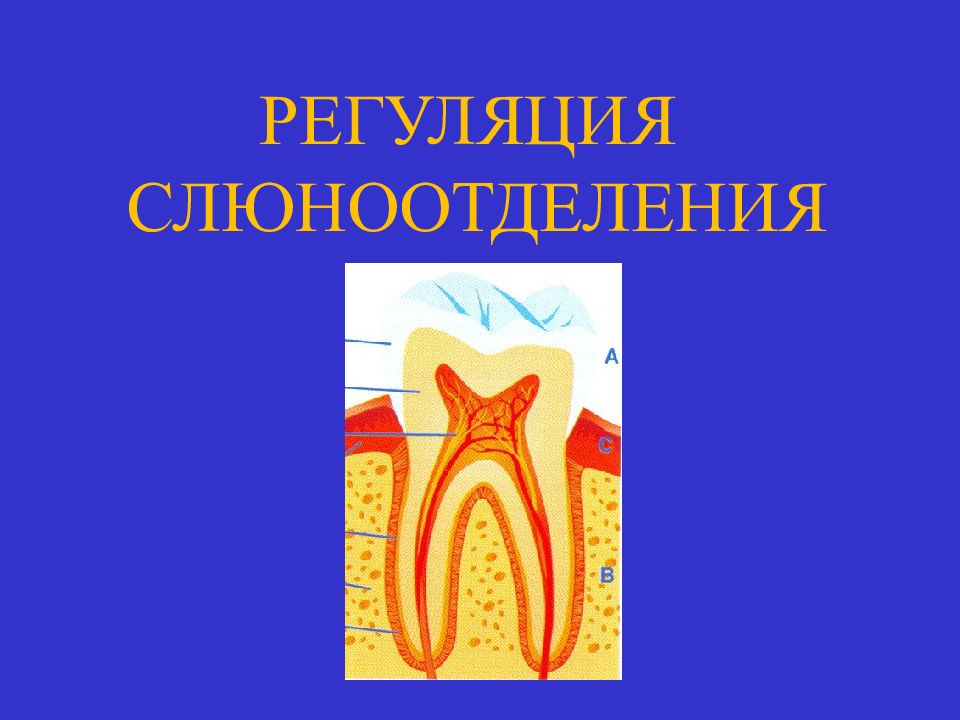 Биохимия слюны презентация