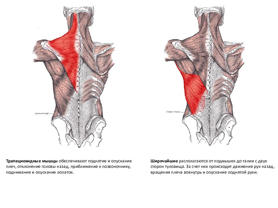 Верхняя трапециевидная. Трапециевидная мышца место прикрепления спереди. Поверхностные мышцы спины анатомия трапециевидная. Верхняя трапециевидная мышца спереди.