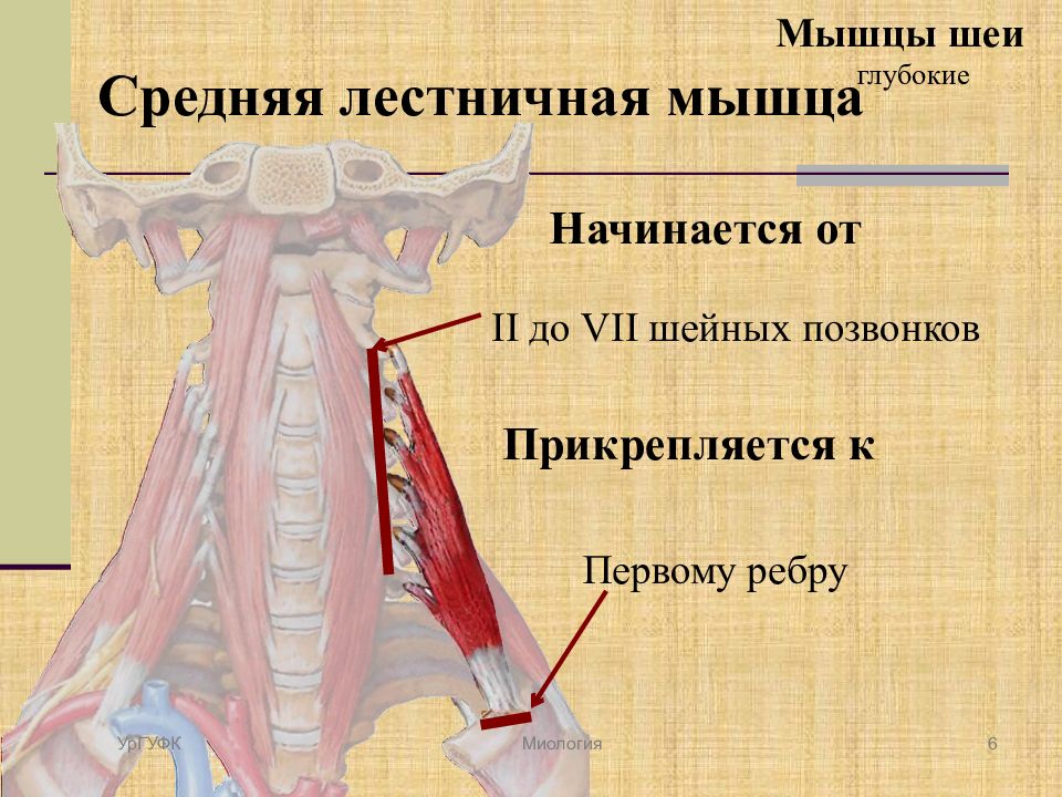 Лестничные мышцы анатомия. Передняя средняя и задняя лестничные мышцы. Передняя лестничная мышца шеи анатомия. Передняя средняя и задняя лестничные мышцы функции. Глубокие мышцы шеи прикрепляющиеся к 1 ребру.