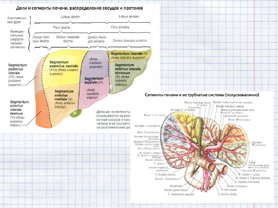 5 сегмент. Сегменты левой доли печени схема. Сегменты правой доли печени схема. Разделение печени на доли и сегменты. Сегменты печени на латыни.