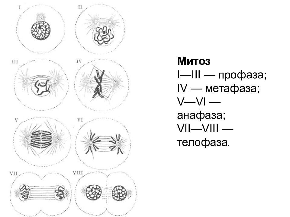 Митоз рисунок. Фазы митоза схема. Фазы митоза профаза метафаза анафаза телофаза. Митоз профаза метафаза анафаза телофаза. Лук профаза анафаза.