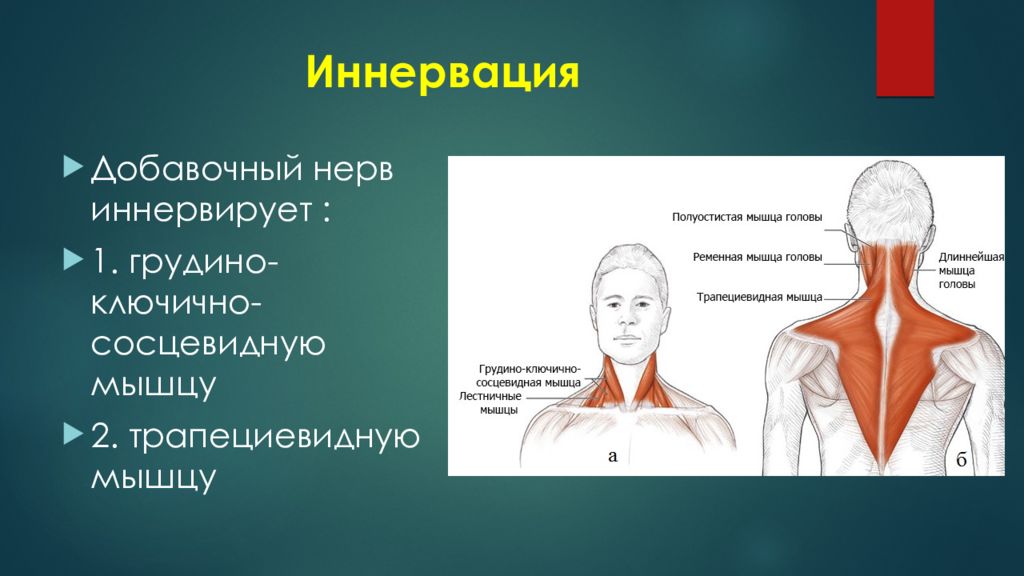 Область иннервации. Добавочный нерв иннервация. Иннервация грудино-ключично-сосцевидной мышцы. Иннервация грудино ключично сосцевидной. Иннервация трапециевидной мышцы.