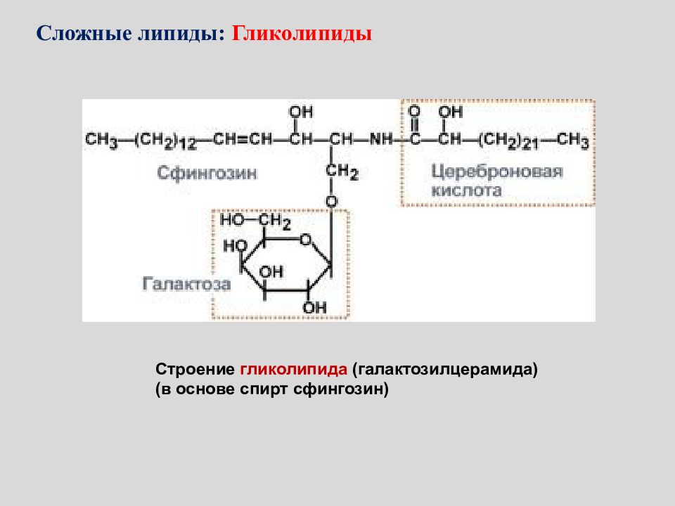 Гликолипиды. Сложные липиды гликолипиды. Гликолипиды биохимия. Гликолипиды строение. Основа строения гликолипидов.