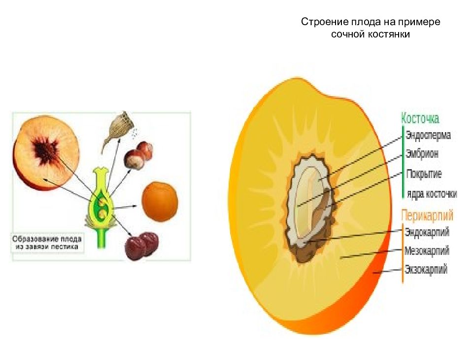 Строение цветков покрытосеменных растений