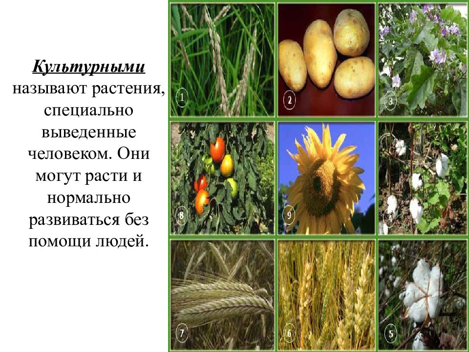 Презентация на тему культурные растения биология 6 класс