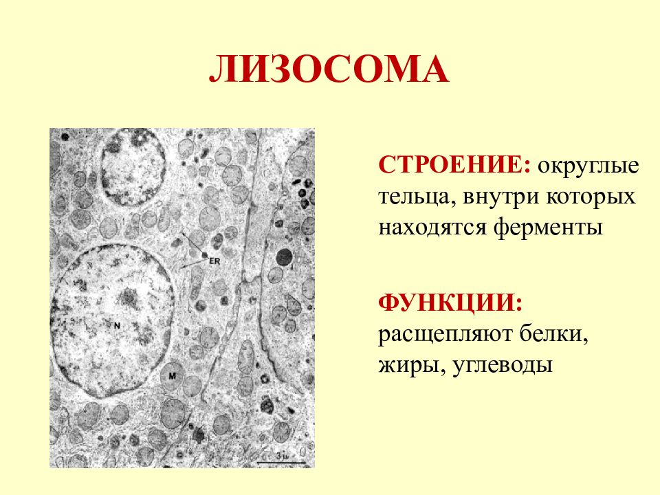 Химическое строение клетки