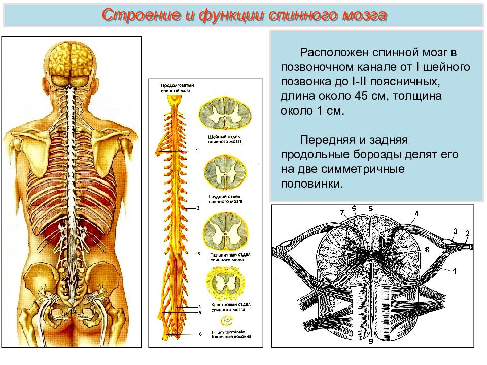 Презентация спинной мозг строение и функции 8 класс